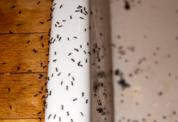 Best Wasp Removal Services  in Montebello, NY
