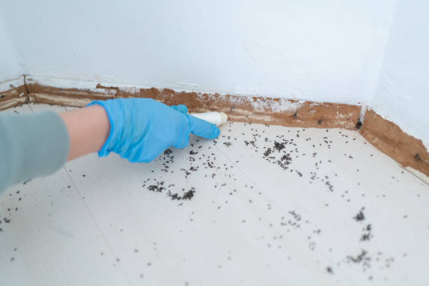 Wasp Removal Services in Montebello, NY